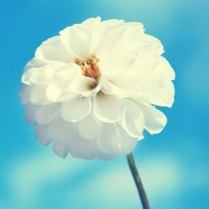 Meet your Posher, Royal